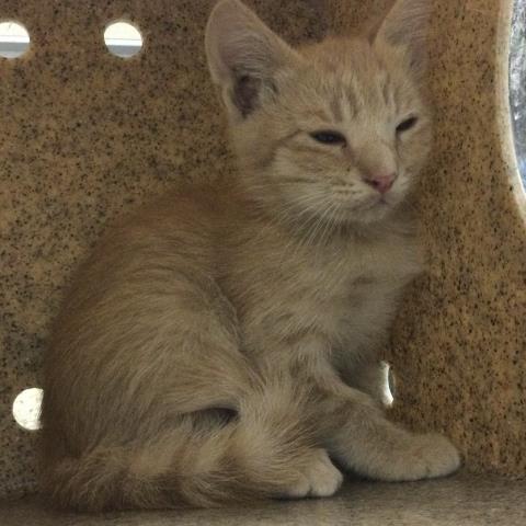 Shelter Stray Male Cat last seen Near BLOCK SUNDOWN DR, JURUPA VALLEY, CA, 6851 Van Buren Boulevard, Jurupa Valley, CA 92509, USA