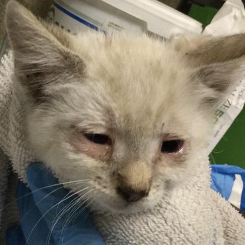 Shelter Stray Female Cat last seen Near BLOCK SUNDOWN DR, JURUPA VALLEY, CA, 6851 Van Buren Boulevard, Jurupa Valley, CA 92509, USA