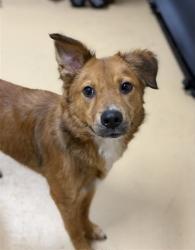Shelter Stray Male Dog last seen MOSS ST AND OAKLAWN AVE, 130 Beyer Way, Chula Vista, CA 91911, USA