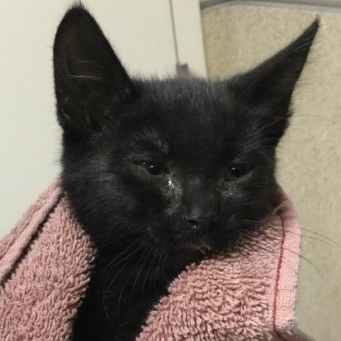 Shelter Stray Female Cat last seen Near BLOCK SUNDOWN DR, JURUPA VALLEY, CA, 6851 Van Buren Boulevard, Jurupa Valley, CA 92509, USA