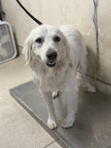 Shelter Stray Female Dog last seen Near BLOCK FORREST DR, PERRIS, CA, 6851 Van Buren Boulevard, Jurupa Valley, CA 92509, USA