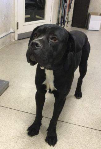 Shelter Stray Male Dog last seen Near BLOCK FORREST DR, PERRIS, CA, 6851 Van Buren Boulevard, Jurupa Valley, CA 92509, USA