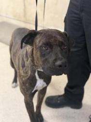 Shelter Stray Male Dog last seen SEATON AVE, PERRIS, CA, 6851 Van Buren Boulevard, Jurupa Valley, CA 92509, USA