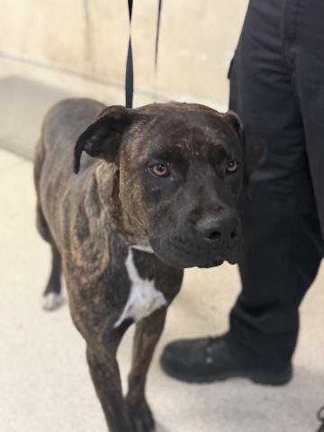 Shelter Stray Male Dog last seen SEATON AVE, PERRIS, CA, 6851 Van Buren Boulevard, Jurupa Valley, CA 92509, USA