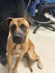 Shelter Stray Male Dog last seen SEATON AVE, PERRIS, CA, 6851 Van Buren Boulevard, Jurupa Valley, CA 92509, USA