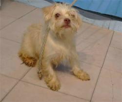 Shelter Stray Female Dog last seen , 216 W Victoria St, Gardena, CA 90248, USA