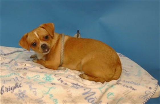 Shelter Stray Female Dog last seen , 216 W Victoria St, Gardena, CA 90248, USA