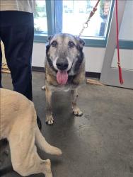 Shelter Stray Female Dog last seen , West Valley Animal Shelter, 20655 Plummer St, Chatsworth, CA 91311, USA