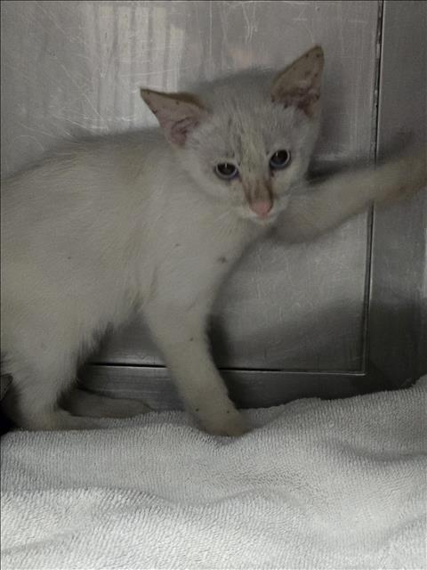 Shelter Stray Female Cat last seen , West Valley Animal Shelter, 20655 Plummer St, Chatsworth, CA 91311, USA