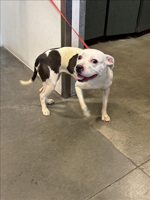 Shelter Stray Female Dog last seen , West Valley Animal Shelter, 20655 Plummer St, Chatsworth, CA 91311, USA