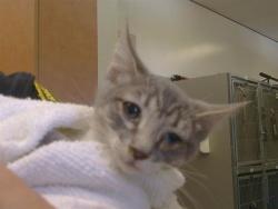 Shelter Stray Female Cat last seen CODY WAY/ WATT AVE, 95864, 3839 Bradshaw Rd, Sacramento, CA 95827, USA
