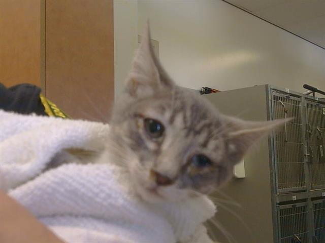 Shelter Stray Female Cat last seen CODY WAY/ WATT AVE, 95864, 3839 Bradshaw Rd, Sacramento, CA 95827, USA
