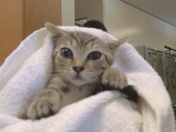 Shelter Stray Male Cat last seen CODY WAY/ WATT AVE, 95864, 3839 Bradshaw Rd, Sacramento, CA 95827, USA