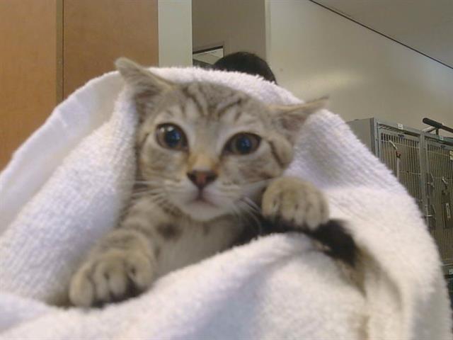 Shelter Stray Male Cat last seen CODY WAY/ WATT AVE, 95864, 3839 Bradshaw Rd, Sacramento, CA 95827, USA