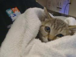 Shelter Stray Female Cat last seen CODY WAY/ WATT AVE, 95864, 3839 Bradshaw Rd, Sacramento, CA 95827, USA