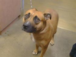 Shelter Stray Female Dog last seen MENSCH CT/NORTH AVE, 95608, 3839 Bradshaw Rd, Sacramento, CA 95827, USA
