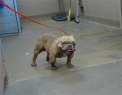 Shelter Stray Male Dog last seen HAPPY LN/KIEFER BLVD, 95827, 3839 Bradshaw Rd, Sacramento, CA 95827, USA