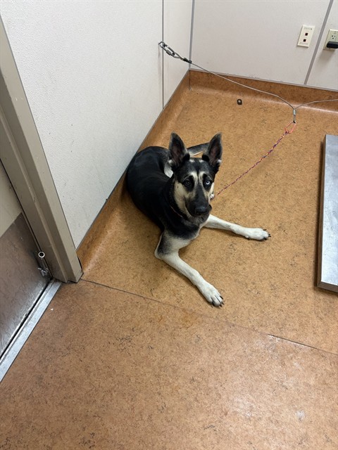 Shelter Stray Female Dog last seen FLORIN MALL DR/ ORANGE AVE, 95823, 3839 Bradshaw Rd, Sacramento, CA 95827, USA