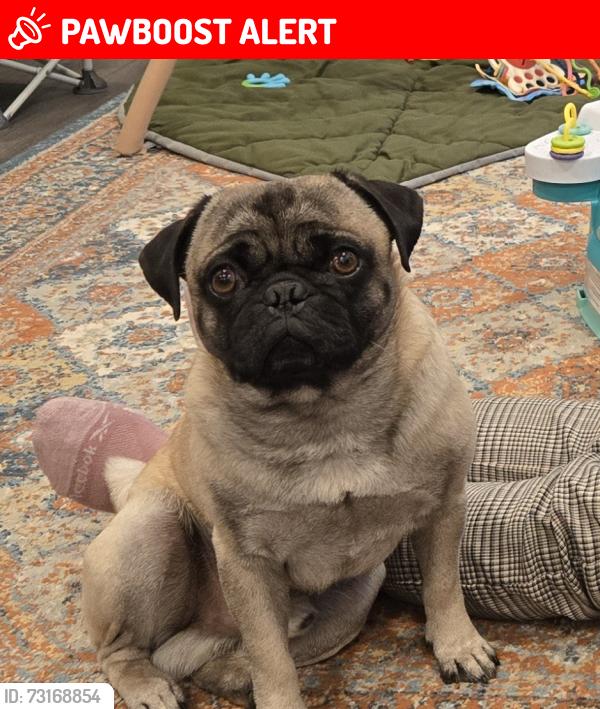 Lost Male Dog last seen Orange Park, South San Francisco, South San Francisco, CA 94080