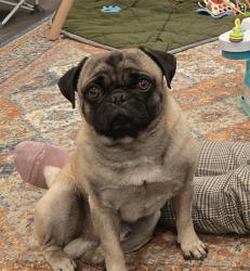 Lost Male Dog last seen Orange Park, South San Francisco, South San Francisco, CA 94080