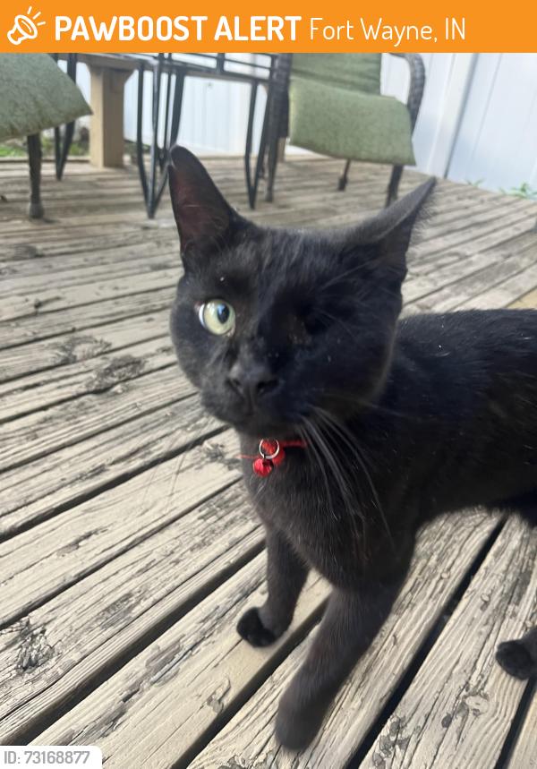 Found/Stray Male Cat last seen Southgate plaza, Fort Wayne, IN 46806