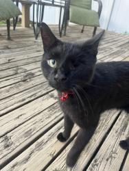 Found/Stray Male Cat last seen Southgate plaza, Fort Wayne, IN 46806