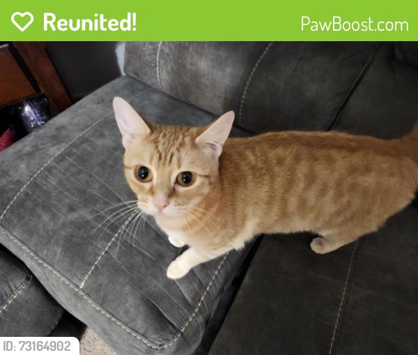 Reunited Female Cat last seen E 36th ct and Dubuque ave, Des Moines, IA 50317
