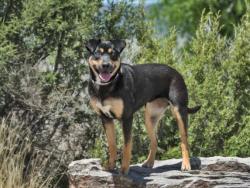 Shelter Stray Female Dog last seen Near BLOCK POVI PIN POE SF NM 87508, 100 Caja Del Rio Rd, Santa Fe, NM 87507, USA