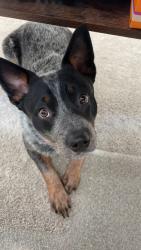 Reunited Female Dog last seen Ustick and Van Slyke, Caldwell, ID 83607