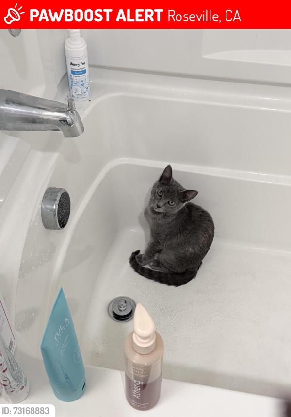 Lost Female Cat last seen Harvest at fiddyment, Roseville, CA 95747
