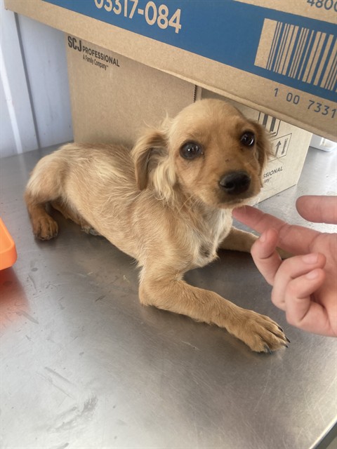 Shelter Stray Male Dog last seen Near BLOCK POLK ST, TAFT CA 93268, 3951 Fruitvale Ave, Bakersfield, CA 93308, USA