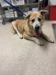Shelter Stray Male Dog last seen Near BLOCK HERMOSA RD, BAKERSFIELD CA 93307, 3951 Fruitvale Ave, Bakersfield, CA 93308, USA