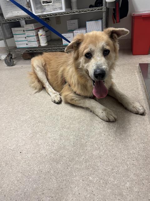 Shelter Stray Male Dog last seen Near BLOCK HERMOSA RD, BAKERSFIELD CA 93307, 3951 Fruitvale Ave, Bakersfield, CA 93308, USA