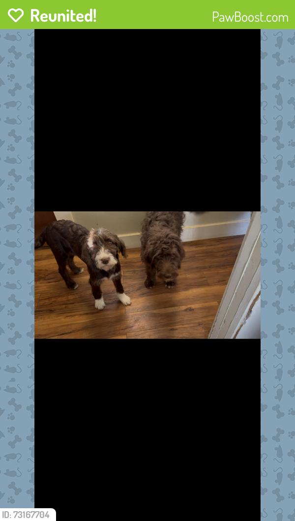 Reunited Unknown Dog last seen Near and Pennington, Mooresville, IN 46158