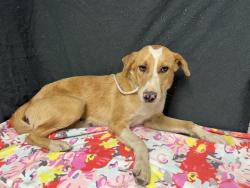 Shelter Stray Male Dog last seen , 38550 Sierra Hwy, Palmdale, CA 93550, USA