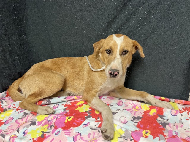 Shelter Stray Male Dog last seen , 38550 Sierra Hwy, Palmdale, CA 93550, USA