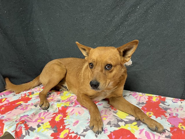 Shelter Stray Male Dog last seen , 38550 Sierra Hwy, Palmdale, CA 93550, USA