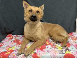 Shelter Stray Male Dog last seen , 38550 Sierra Hwy, Palmdale, CA 93550, USA