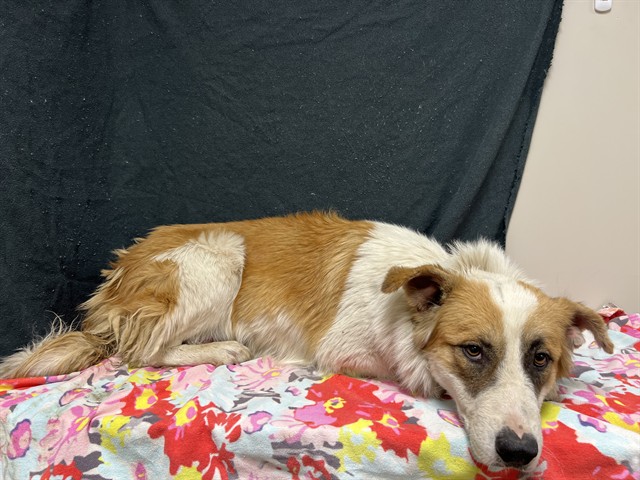 Shelter Stray Female Dog last seen , 38550 Sierra Hwy, Palmdale, CA 93550, USA