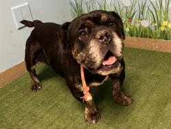 Shelter Stray Female Dog last seen , 38550 Sierra Hwy, Palmdale, CA 93550, USA