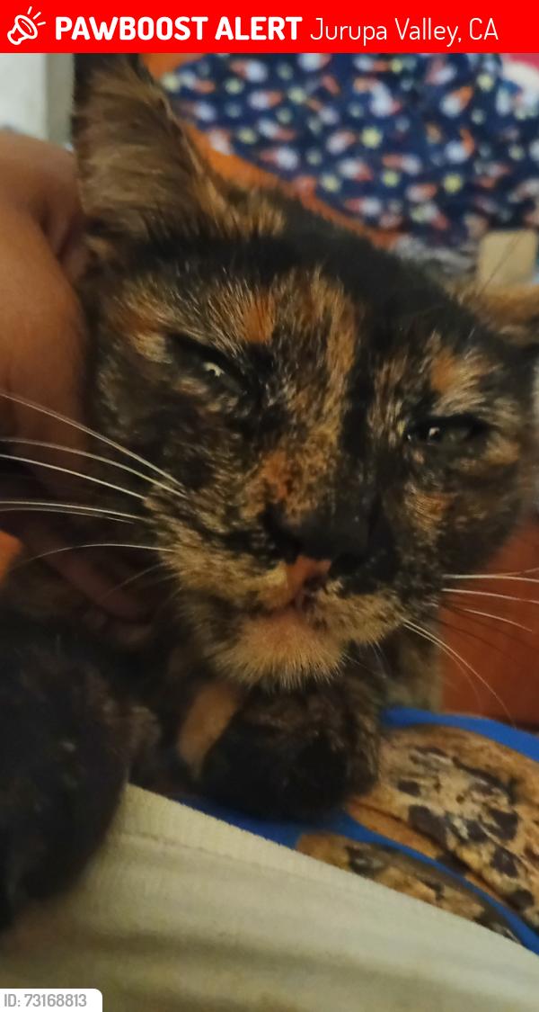 Lost Female Cat last seen 56th st and felspar, Jurupa Valley, CA 92509