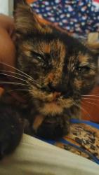 Lost Female Cat last seen 56th st and felspar, Jurupa Valley, CA 92509