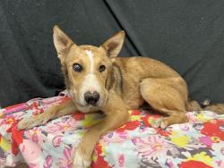 Shelter Stray Female Dog last seen , 38550 Sierra Hwy, Palmdale, CA 93550, USA