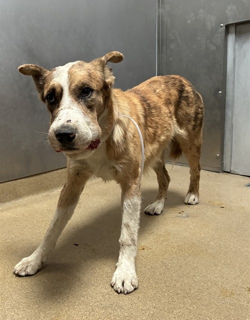 Shelter Stray Male Dog last seen , 38550 Sierra Hwy, Palmdale, CA 93550, USA