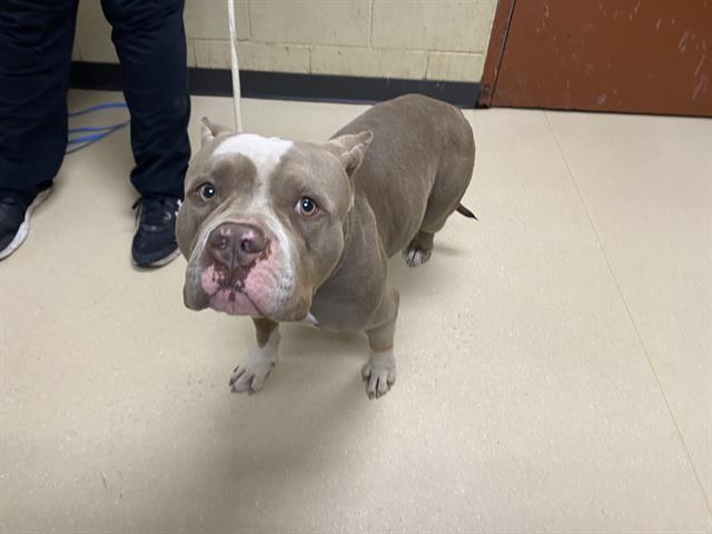 Shelter Stray Male Dog last seen Near BLOCK W GREENFIELD AVE, 3839 W Burnham St, West Milwaukee, WI 53215, USA