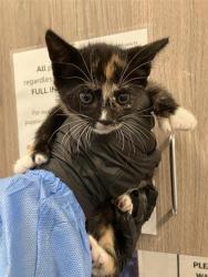 Shelter Stray Female Cat last seen Near BLOCK E ALLUVIAL AVE, FRESNO CA 93720 2601, 5277 E Airways Blvd, Fresno, CA 93727, USA