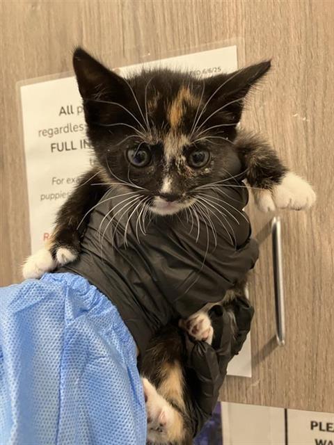 Shelter Stray Female Cat last seen Near BLOCK E ALLUVIAL AVE, FRESNO CA 93720 2601, 5277 E Airways Blvd, Fresno, CA 93727, USA