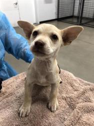 Shelter Stray Female Dog last seen Near BLOCK N CEDAR AVE, FRESNO CA 93703 3414, 5277 E Airways Blvd, Fresno, CA 93727, USA
