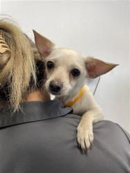 Shelter Stray Female Dog last seen Near BLOCK N SIERRA VISTA AVE, FRESNO CA 93703 2753, 5277 E Airways Blvd, Fresno, CA 93727, USA