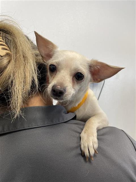 Shelter Stray Female Dog last seen Near BLOCK N SIERRA VISTA AVE, FRESNO CA 93703 2753, 5277 E Airways Blvd, Fresno, CA 93727, USA